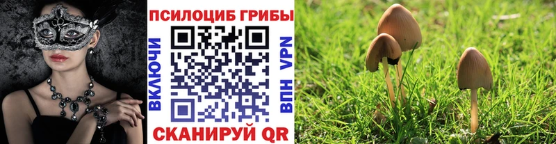 Псилоцибиновые грибы Psilocybine cubensis  Заводоуковск 
